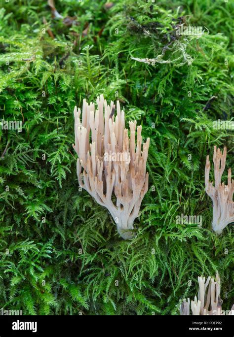 Upright Coral Fungus Ramaria Stricta Sussex UK Stock Photo Alamy