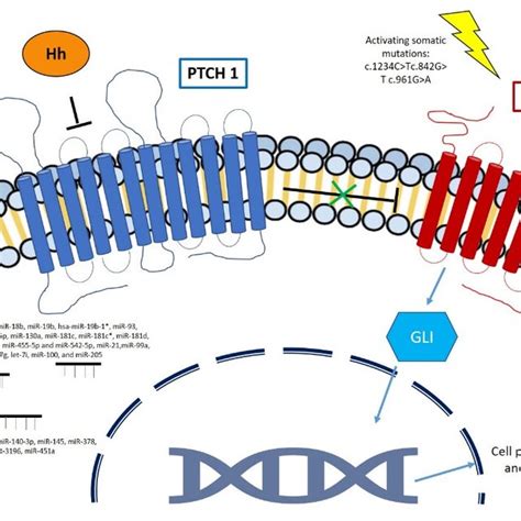 Main Molecular Pathways Involved In Basal Cell Carcinoma Download