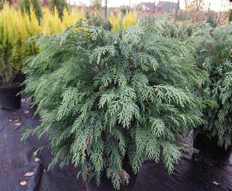 Cyprysik Lawsona Chamaecyparis Lawsoniana Globosa Centrum