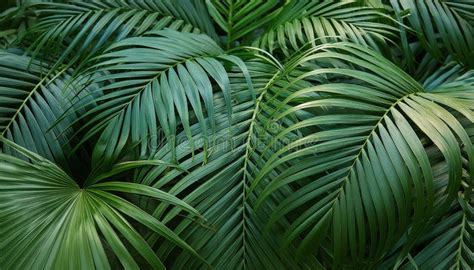 Lush Overlapping Palm Leaves In Varying Shades Of Green Create A