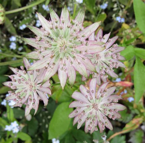 Astrantia Major Seeds Sweetpeaspecialists