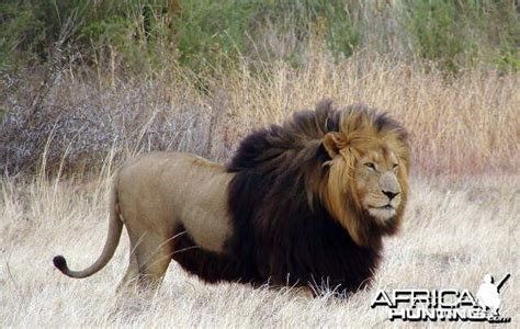 Big mane lion in South Africa | Hunting