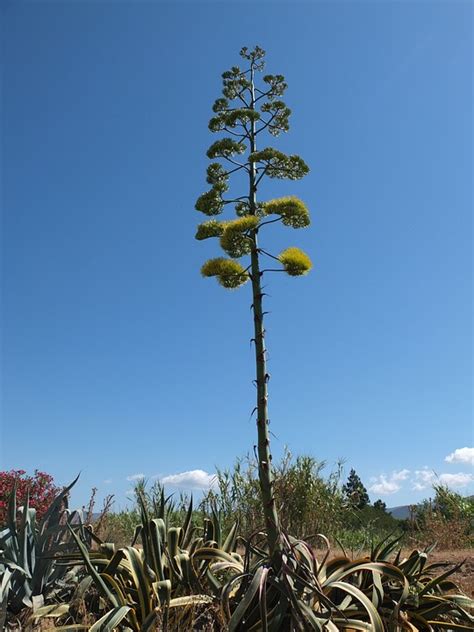 Agave Blütenstand Agavengewächs Kostenloses Foto auf Pixabay Pixabay