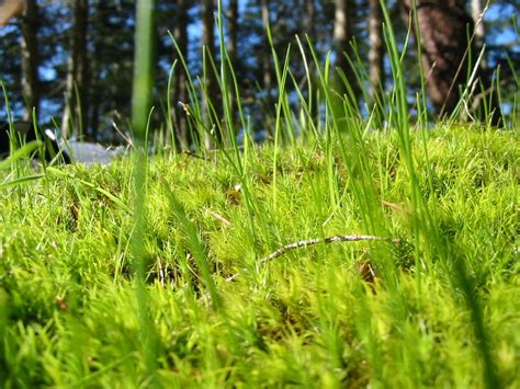 Green Moss And Grass Texture Free Photo Download Freeimages