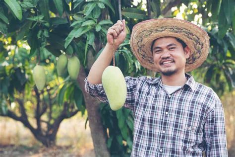 Mango Farming In Kenya A Comprehensive Guide To Sweet Success