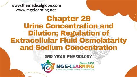 Urine Concentration And Dilution Regulation Of Extracellular Fluid