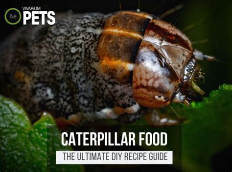 What Do Caterpillars Eat Fun Diy Caterpillar Food Recipe