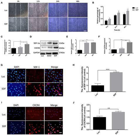 Frontiers Chemically Modified Sdf Mrna Promotes Random Flap