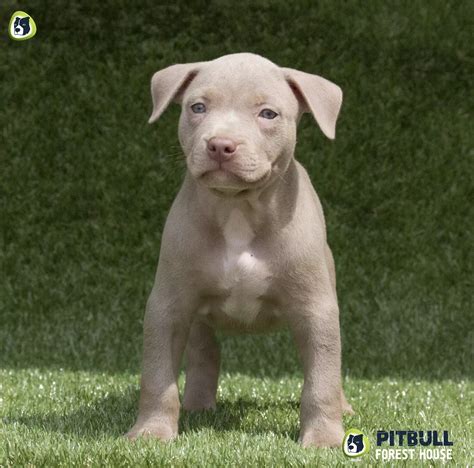 Silver Pitbull