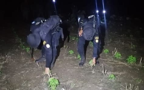 Erradican plantaciones de marihuana valoradas en más de Q300 millones