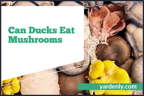 What Kinds Of Mushrooms Can Ducks Safely Eat