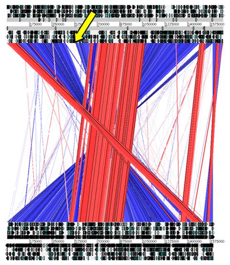 Synteny Plot Of H Pylori Strain B Top Vs Strain Hpag Bottom