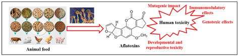 Microorganisms Free Full Text Aflatoxins Contamination In Feed