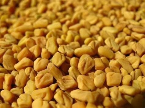 Raw Fenugreek Seed At Best Price In Bikaner By C R Agro Industries ID