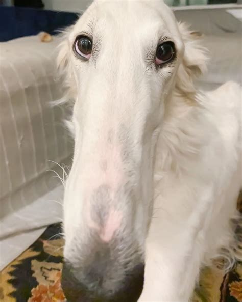 Borzoi dog with 'longest nose' earns her Instagram following