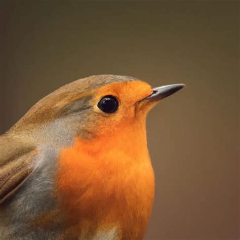 Cuál es la función del canto del petirrojo europeo Descubre Aves Mundo