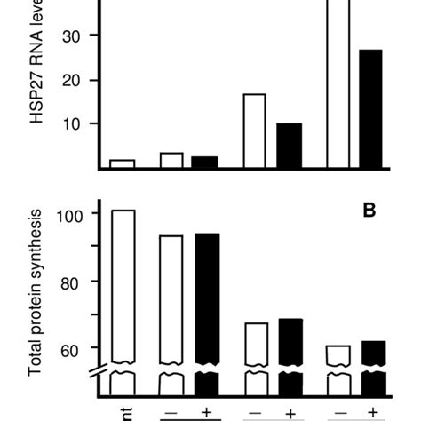 Modulation Of The Hsp Mrna Level In Hl And K Cells Treated For