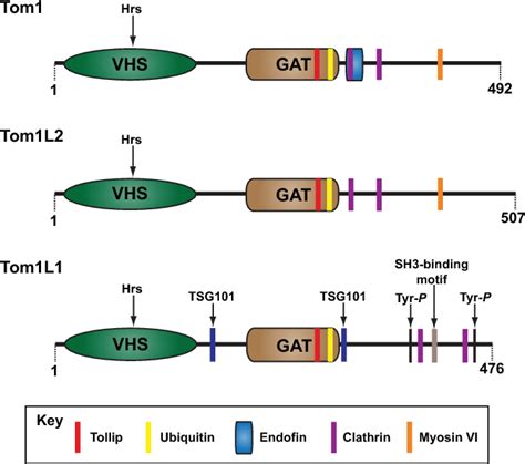 Figure 2 From Myosin VI And Its Cargo Adaptors Linking Endocytosis