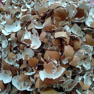 Jual cangkang telur pupuk/kulit telur ayam/cangkang telur ayam negeri ...