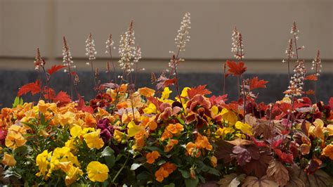 Kostenlose Foto Blatt Blume Orange Rot Herbst Gelb Flora