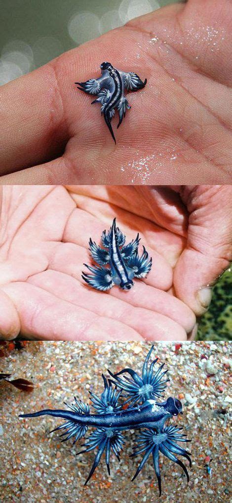 Blue Sea Slug Glaucus Atlanticus Beautiful Fish Blue Sea Slug Sea