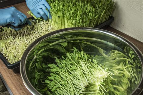 Growing Microgreens For Beginners Hello Homestead