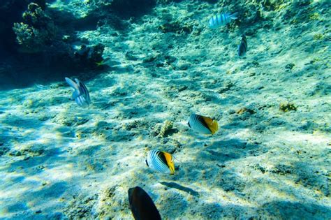 Premium Photo Colonies Of The Corals Chaetodon And Abudefduf Fishes