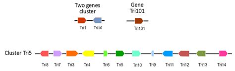 Gene Clusters Involved In Trichothecene Biosynthetic Pathway In