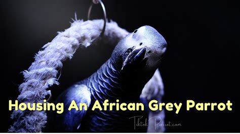 African Grey Parrots: The Ultimate Guide to Care and Training