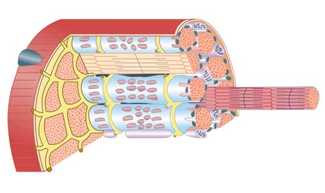 Skeletal Muscle Diagram Unlabeled