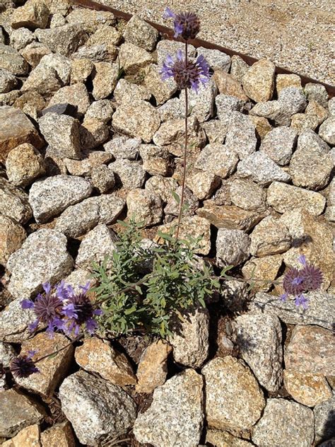 Desert Chia Salvia Columbariae Organic Chia Seeds Seeds Chia