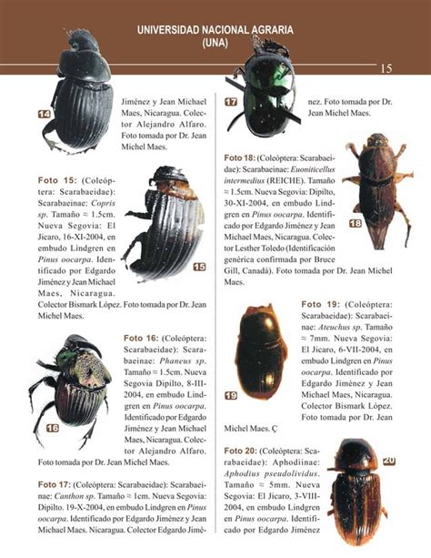 Guía De Identificación De Los Principales Insectos Coleopteros Pdf