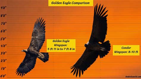 Golden Eagle Wingspan: How Big Is It Compared To Others?