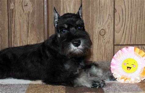 Цвергшнауцер, Питомник Алгрис, Питомник цвергшнауцеров "Алгрис ...