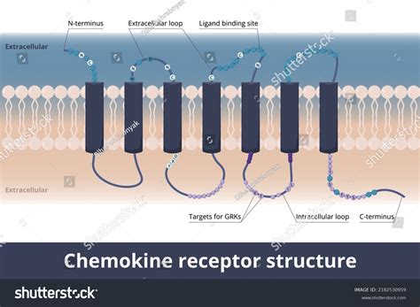 Chemotaxis Images Stock Photos Vectors Shutterstock