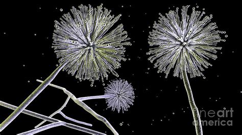 Aspergillus Niger Fungus By Kateryna Kon Science Photo Library