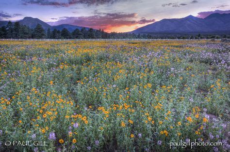 San Francisco Peak Spring Sunset Arizona Wildflowers Landscape Wild