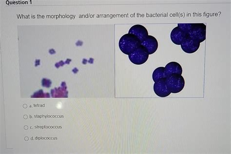 Solved Question 1 What Is The Morphology And Or Arrangement Chegg