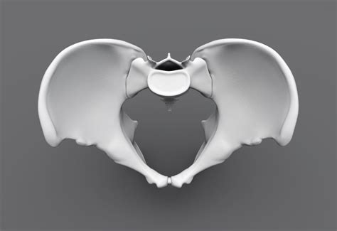 Human Pelvis Realistic Articulated 3d Model 3d Printable Cgtrader