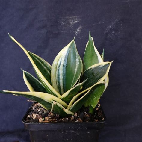 Sansevieria Trifasciata Hahnii Cv Jade Dwarf Marginata Kaufen Auf