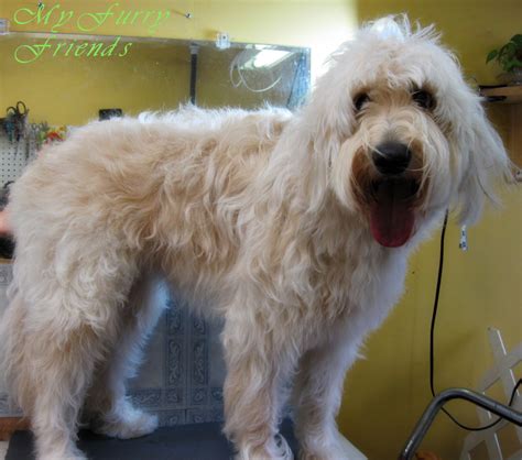 Goldendoodle Grooming Photos