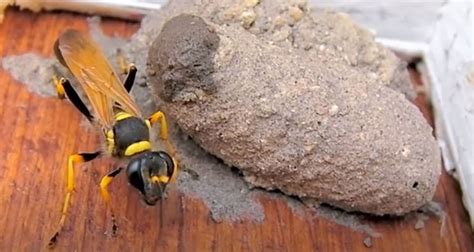 Diy Pest Control In Santa Clarita Getting Rid Of Mud Dauber Wasp Nests