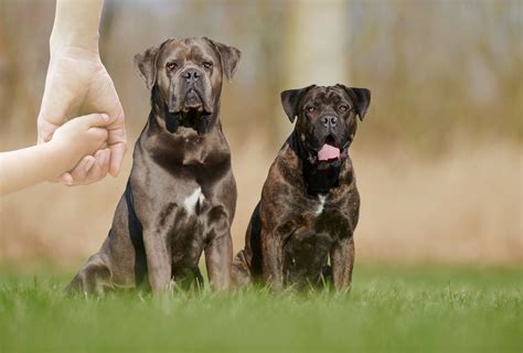 cane corsos good  kids  breed expert pawleaks