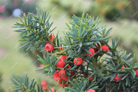 Premium Photo A Branch Of Yew With Red Berries Sways In The Wind A Branch Of Yews On An