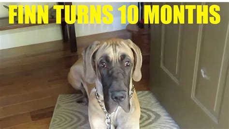 Finn The Great Dane Puppy Turns 10 Months Youtube