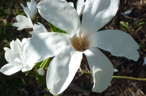 Magnolia × Loebneri Trees And Shrubs Online