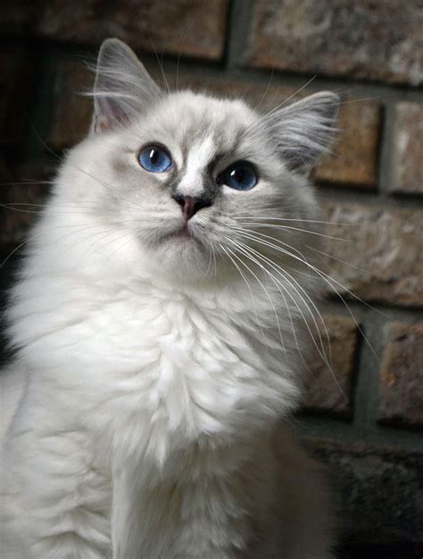 Blue Lynx Mitted Female named Insigna #ohemgee #cats #cat #fluffycat # ...