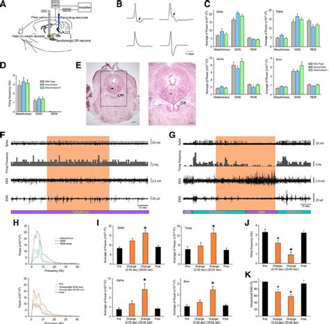 Acute Inhibition Of Orexin Neurons Induces Sws And Decreases The