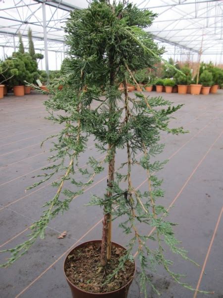 Juniperus Horizontalis Glauca Stamm Kriechwacholder Stamm