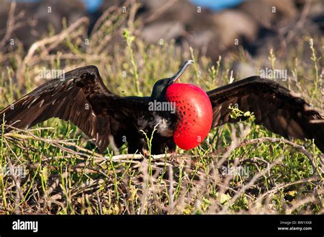 Magnificent Frigatebird Fregata Magnificens North Seymour Island